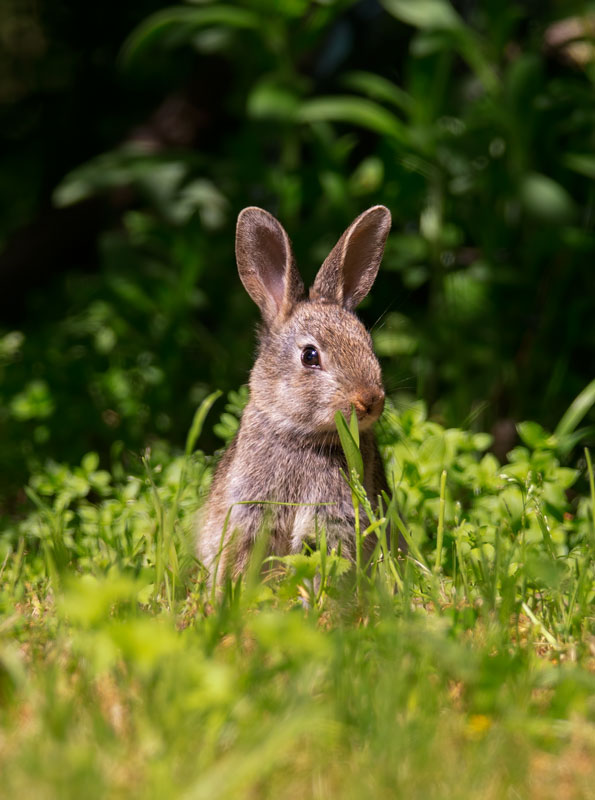 Agrofauna